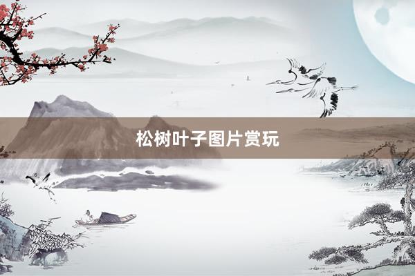 松树叶子图片赏玩